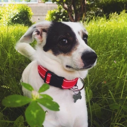 Нашийник Collar Dog Extreme 35-58 см 30 мм Блакитний (67002)