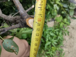 Сучкорез My Garden Tradition плоскостной 780мм, алюминиевые ручки, макс 35мм фото от покупателей 2