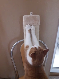 Дряпка Trixie Scratching Board для котів, плоска, бежева, 15х62 см фото від покупців 4