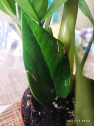 Заміокулькас (Zamioculcas, Доларове дерево), висота 30 - 40см, 12" горщик (RG145) фото від покупців 15
