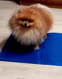 Коврик для собак и кошек Trixie охлаждающий 65х50 см Голубой (4011905286846) фото от покупателей 2