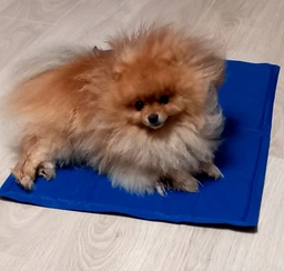 Коврик для собак и кошек Trixie охлаждающий 65х50 см Голубой (4011905286846) фото от покупателей 3