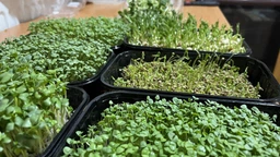 Набір для вирощування мікрозелені Panda microgreen на 7 врожаїв (7 видів культур) фото от покупателей 8