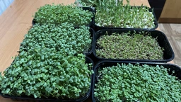 Набір для вирощування мікрозелені Panda microgreen на 7 врожаїв (7 видів культур) фото от покупателей 4
