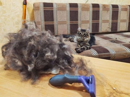 Фурминатор для котов с длинной шерстью FURminator размер L (691662) (4048422141280)