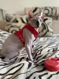 Поводок-рулетка Flexi Cat трос XS 3 м Красный (4000498023402) фото от покупателей 2