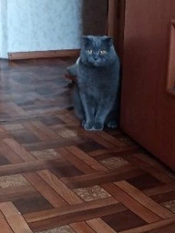 Низкозерновой корм Monge Cat Bwild Low Grain мясо зайца 1.5 кг (012003) фото от покупателей 2