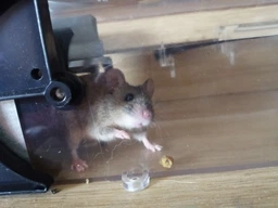 Мишоловка живоловка багаторазова з прозорого пластику Humane Trap (НТ-25295) фото від покупців 17
