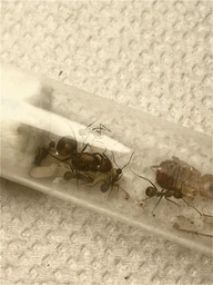 Колония экзотических муравьев Camponotus Nicobarensis