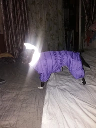Комбінезон Collar AiryVest One для собак, розмір XS 25 Блакитний (24122) фото від покупців 4