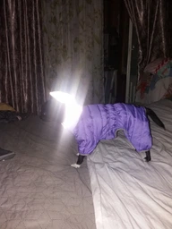 Комбінезон Collar AiryVest One для собак, розмір XS 25 Блакитний (24122) фото від покупців 1