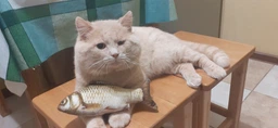 Игрушка для котов Рыба с запахом кошачьей мяты, мягкая реалистичная рыбка устойчива к укусам и царапинам 19 см
