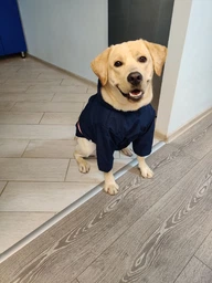 Куртка-дощовик для собак Noble Pet Moss Yellow M-Short (M4108/M-Short) фото от покупателей 1