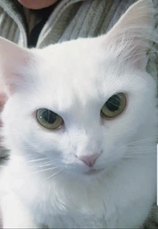 Сухой корм для кошек Royal Canin HAIR&SKIN CARE поддержание здоровья кожи и шерсти 400 г (3182550721721) фото от покупателей 4