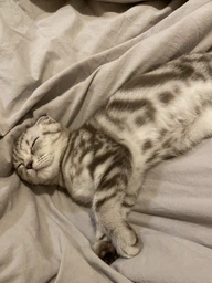 Сухой корм 1st Choice Kitten Healthy Start для котят от 2-х до 12-ти месяцев, 2.72 кг фото от покупателей 5