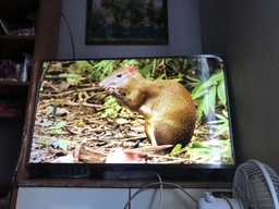 Телевизор Xiaomi Mi LED TV 4S 43" UHD 4K (L43M5-5ARU) фото от покупателей 11