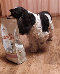 Корм для собак Royal Canin Cardiac при серцево-судинних захворюваннях, 2 кг фото від покупців 1