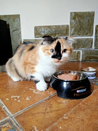 Консервированный корм Purina Pro Plan Veterinary Diets Baby Kitten Нежный мусс с курицей для котят 85 г (8445290673718) фото от покупателей 16