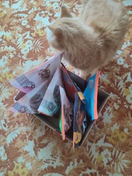 Сухой корм Club 4 Paws Adult Cats Indoor 4 in 1 - для кошек, живущих в помещении "4 в 1" 2 кг (B4640201) фото от покупателей 2