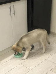 Миска-лабиринт для собак OutwardHound Fun Feeder Fun Feeder Tiny, 14 см, бирюзовая фото от покупателей 3