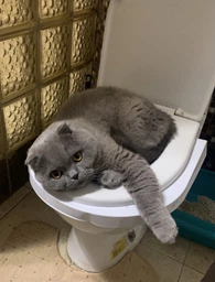 Набор для обучения кошек к унитазу Citi Kitty, Накладка на унитаз для котов, Система приучения кошек к унитазу фото от покупателей 4