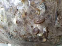 Мицелий Вешенки обыкновенной серой, Pleurotus sajor-caju 100 г фото от покупателей 4