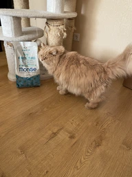 Сухой корм для стерилизованных кошек Monge Cat Adult Sterilised Chicken 400 г (Курица) фото от покупателей 6