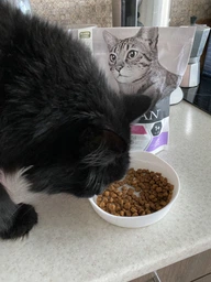 Purina Pro Plan Cat Adult Delicate Turkey сухой корм для кошек с чувствительным пищеварением 1,5 кг фото от покупателей 14