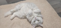 Сухой гипоаллергенный корм Purina Pro Plan Veterinary Diets HA Hypoallergenic для кошек с аллергией 1.3 кг фото от покупателей 4