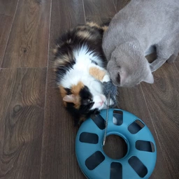 Іграшка для котів Trixie Трек ігровий з мишкою «Crazy Circle» d:24 см, h:29 см