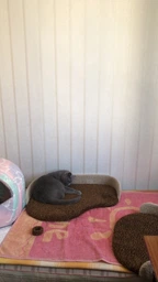 Высокая когтеточка с двумя домиками для котов и кошек всех пород с лежанками 200х65х50см коричнево молочный фото от покупателей 3