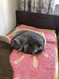 Высокая когтеточка с двумя домиками для котов и кошек всех пород с лежанками 200х65х50см коричнево молочный фото от покупателей 2