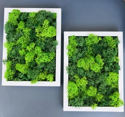 Стабилизированный мох ягель Nordic moss Зеленый травяной светлый 100 грамм фото от покупателей 13