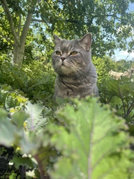 Сухий корм для стерилізованих котів Purina Pro Plan Sterilised Adult 1+ Savoury Duo Пуріна Проплан з качкою та печінкою 1,5 кг (7613036732369) фото от покупателей 19