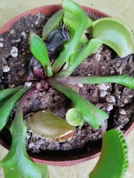 Растение хищник Венерина Мухоловка AlienPlants B52 Dionaea muscipula B52 размер L (SUN0001CP) фото от покупателей 12