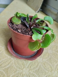 Растение хищник Венерина Мухоловка AlienPlants B52 Dionaea muscipula B52 размер L (SUN0001CP) фото от покупателей 11