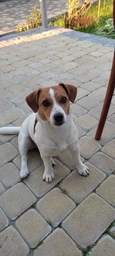 Сухий корм для собак малих порід Purina One Mini 1,5 кг (яловичина та рис) фото от покупателей 2