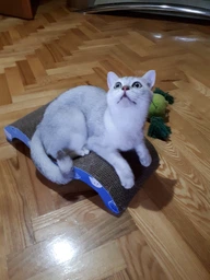 Дряпка Trixie Mimi Wave для котів, 50х9х23 см (картон) фото від покупців 11