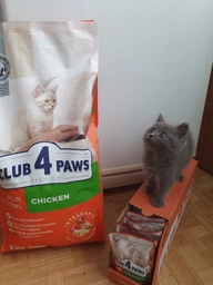 Cухий корм CLUB 4 PAWS PREMIUM Клуб 4 лапи для кошенят КУРКА, 5 кг фото від покупців 13