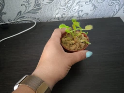 Росток венериной мухоловки. Дионея Floret фото от покупателей 9