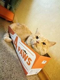 Вологий корм для кішок Club 4 Paws Premium Плюс з кроликом в желе , 85 г фото від покупців 8