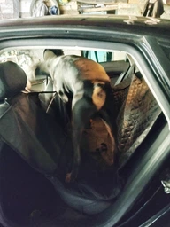 Чехол автогамак покрывало Primolux для перевозки собак на заднее сидение автомобиля фото от покупателей 1