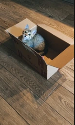 Упаковка вологого корму для кошенят Purina Pro Plan Kitten Healthy Start шматочки в соусі з індичкою 26 шт по 85 г (7613287107503) фото від покупців 9