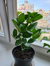 Саженец лимона сорт Киевский крупноплодный высота 16-25 см в контейнере 2 литра фото от покупателей 9