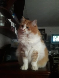 Влажный корм для кошек Purina Gourmet Gold с уткой, морковью и шпинатом, кусочки в паштете (12х85г) фото от покупателей 11