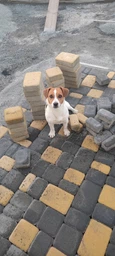 Сухий корм для собак малих порід Purina One Mini 1,5 кг (яловичина та рис) фото от покупателей 1