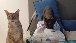 Сухой корм Royal Canin Sterilised 37 для кастрированных котов и стерилизованных кошек 4 кг (арт 2537040)