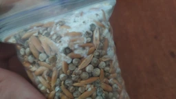 Мицелий Вешенки обыкновенной серой, Pleurotus sajor-caju 100 г фото от покупателей 2