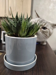 Керамічний горщик для рослин Mini Plant 9x11,5см Циліндр Смарагдовий