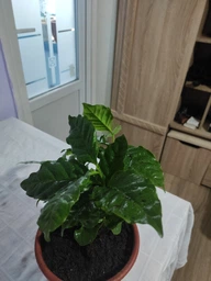 Дерево Кава арабіка h 35cm фото від покупців 2